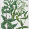 Botanica Iconographia - Fleurs - Botanique