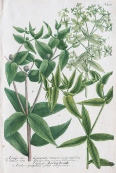 Botanica Iconographia - Fleurs - Botanique