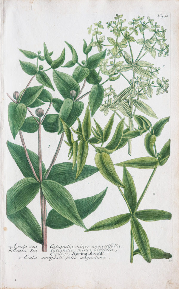 Botanica Iconographia - Fleurs - Botanique