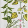 Botanica Iconographia - Fleurs - Botanique