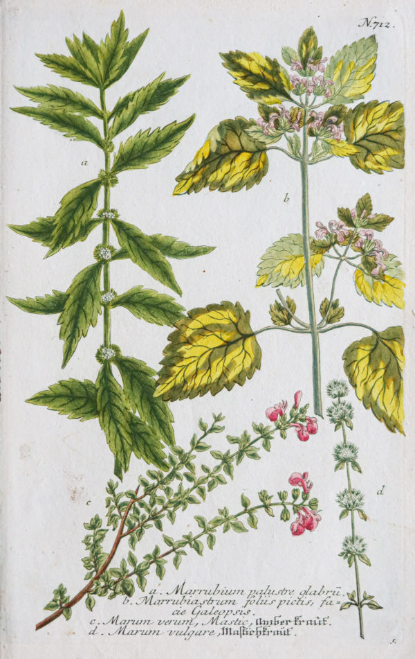 Botanica Iconographia - Fleurs - Botanique