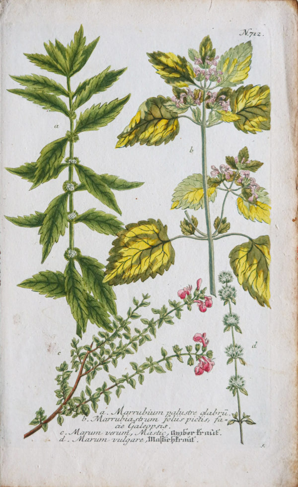 Botanica Iconographia - Fleurs - Botanique