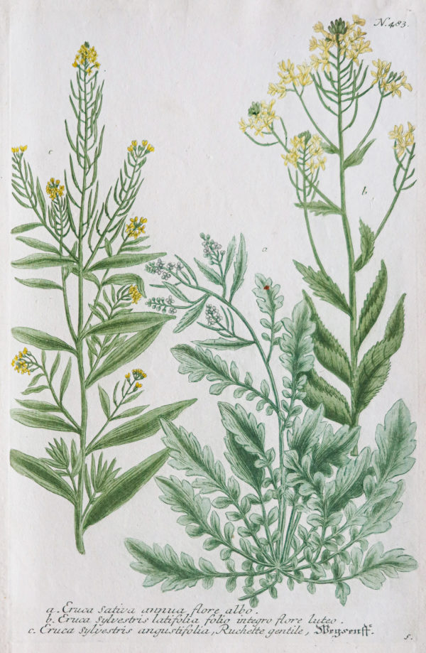 Botanica Iconographia - Fleurs - Botanique