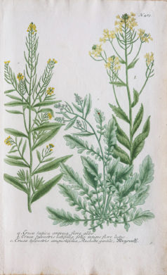 Botanica Iconographia - Fleurs - Botanique