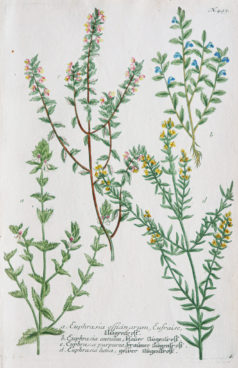 Botanica Iconographia - Fleurs - Botanique