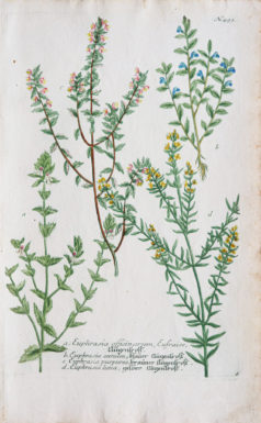 Botanica Iconographia - Fleurs - Botanique