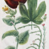 Botanica Iconographia - Fleurs - Botanique