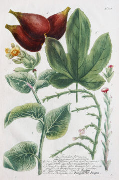 Botanica Iconographia - Fleurs - Botanique