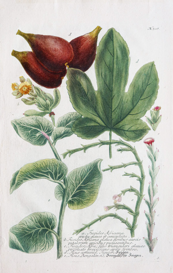 Botanica Iconographia - Fleurs - Botanique