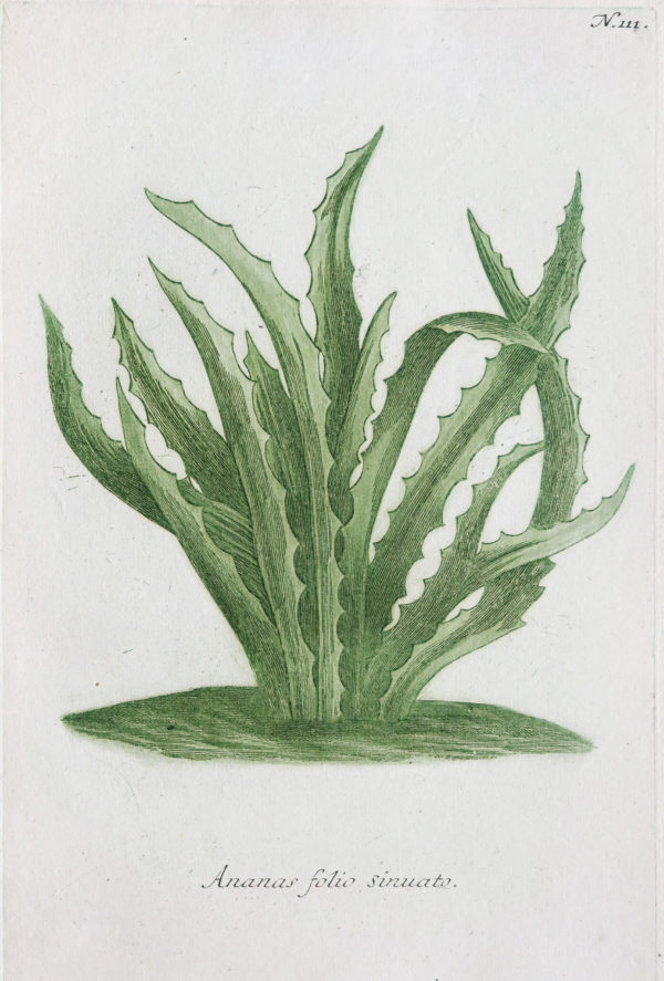 Gravure ancienne - Ananas