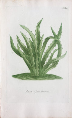 Gravure ancienne - Ananas