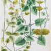 Botanica Iconographia - Fleurs - Botanique