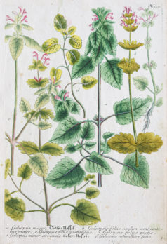 Botanica Iconographia - Fleurs - Botanique