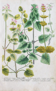 Botanica Iconographia - Fleurs - Botanique