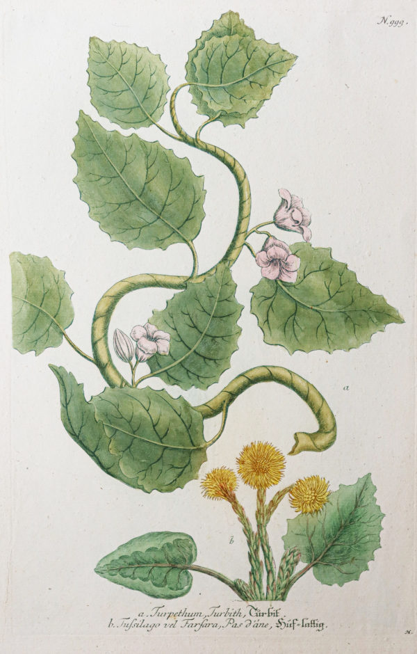 Botanica Iconographia – Fleurs – Botanique