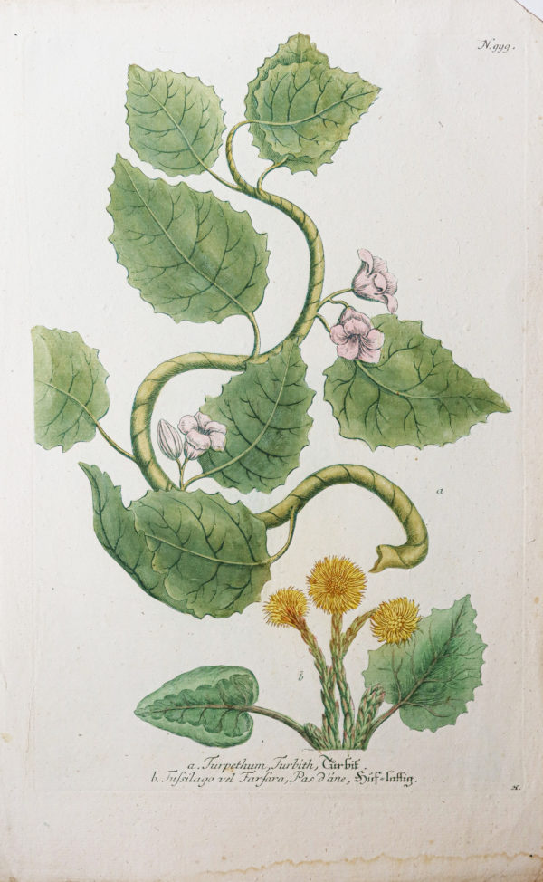 Botanica Iconographia – Fleurs – Botanique