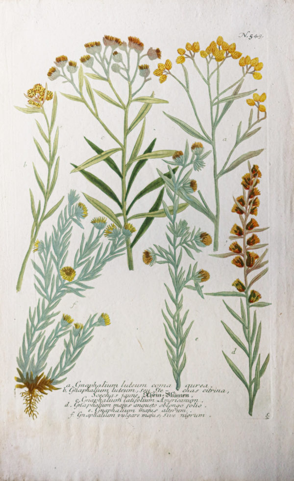 Botanica Iconographia – Fleurs – Botanique