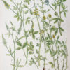 Botanica Iconographia – Fleurs – Botanique