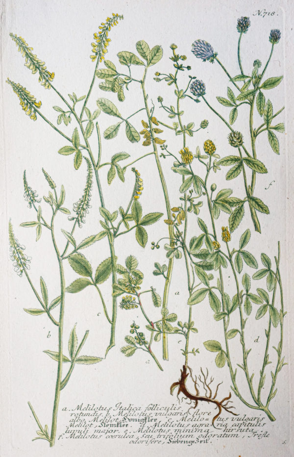 Botanica Iconographia – Fleurs – Botanique