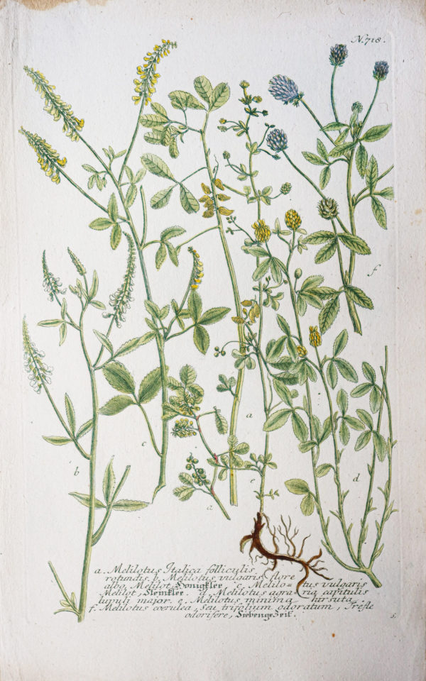 Botanica Iconographia – Fleurs – Botanique