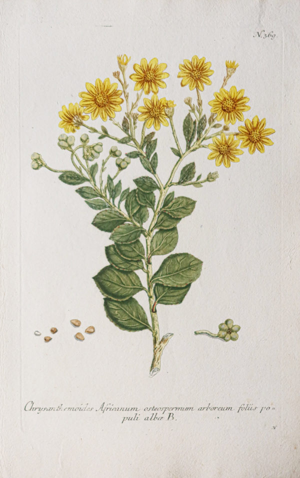 Botanica Iconographia – Fleurs – Botanique