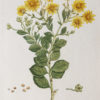 Botanica Iconographia – Fleurs – Botanique