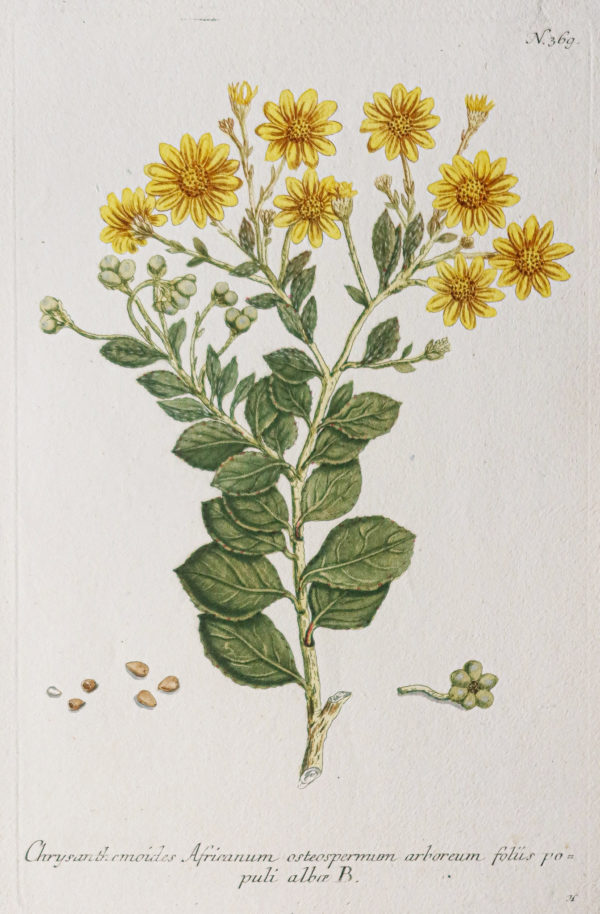 Botanica Iconographia – Fleurs – Botanique