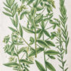 Botanica Iconographia – Fleurs – Botanique