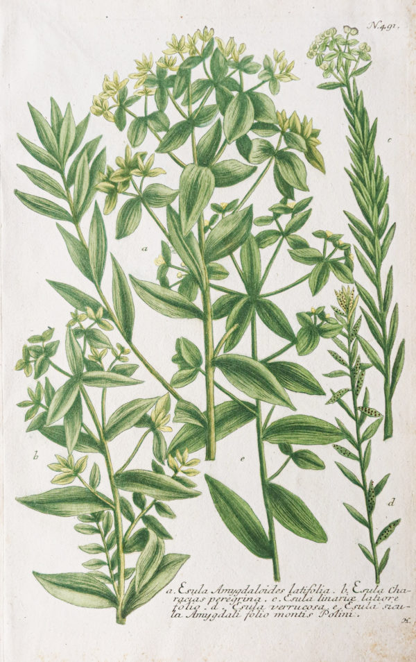 Botanica Iconographia – Fleurs – Botanique