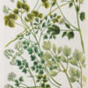 Botanica Iconographia – Fleurs – Botanique
