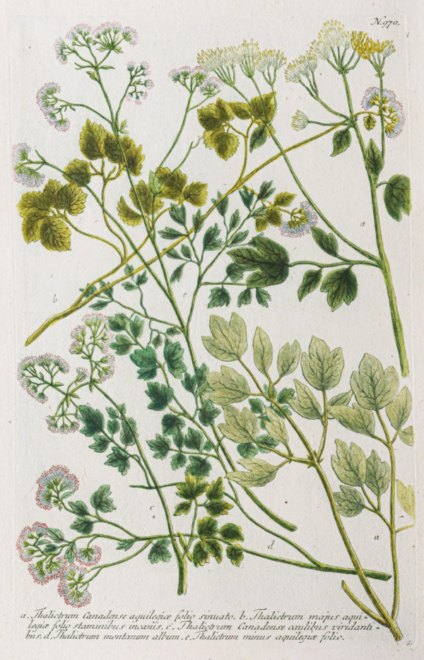 Botanica Iconographia – Fleurs – Botanique