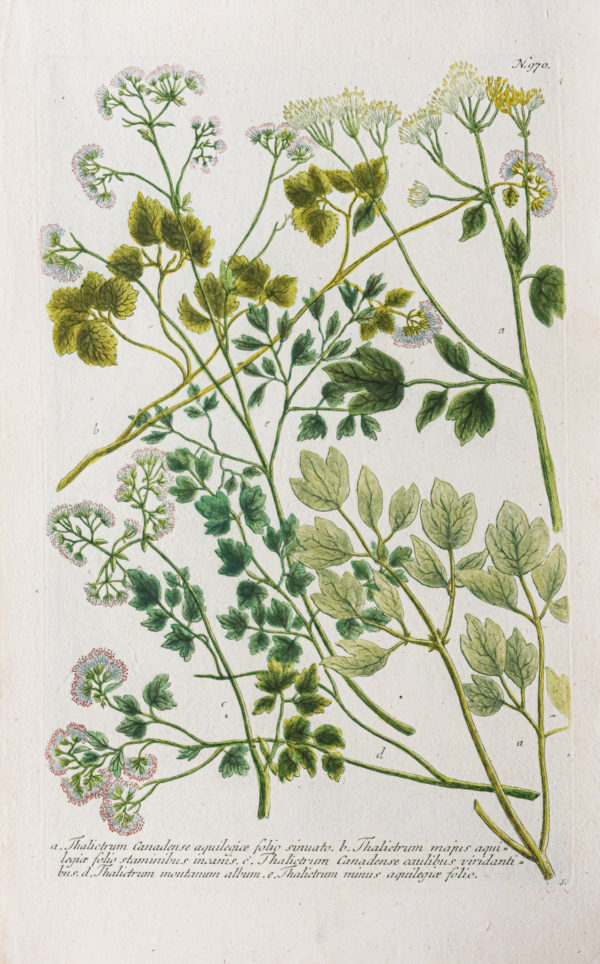 Botanica Iconographia – Fleurs – Botanique