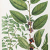 Botanica Iconographia – Fleurs – Botanique