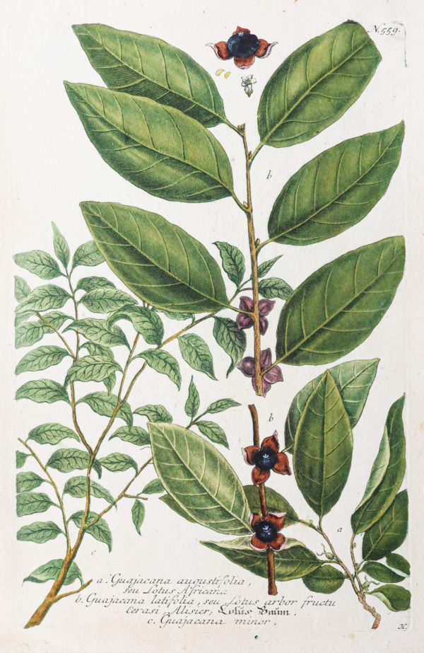 Botanica Iconographia – Fleurs – Botanique