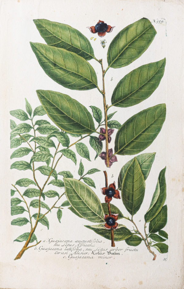 Botanica Iconographia – Fleurs – Botanique