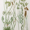 Botanica Iconographia – Fleurs – Botanique