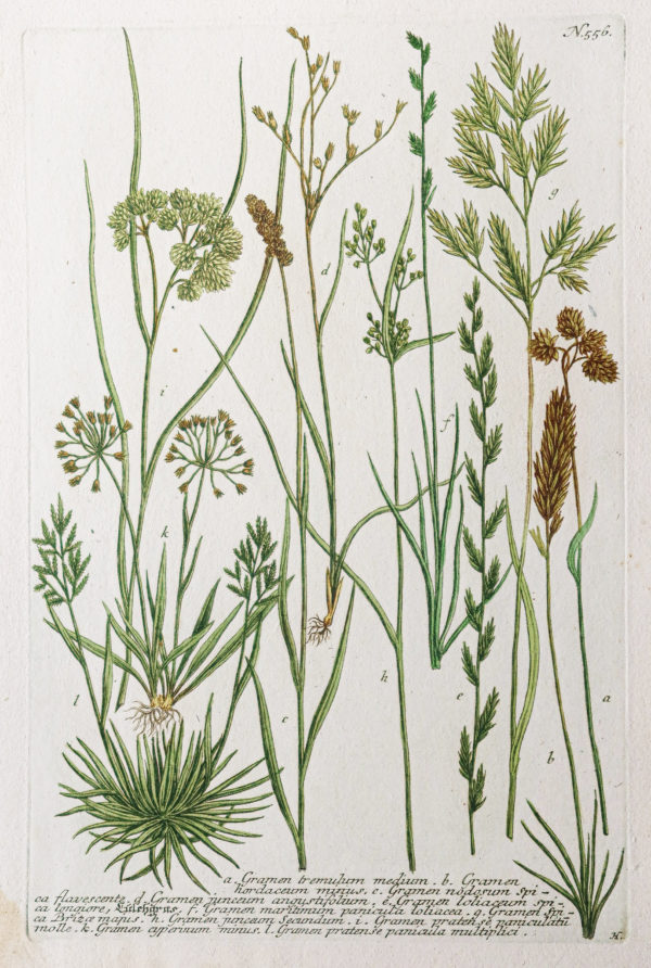 Botanica Iconographia – Fleurs – Botanique
