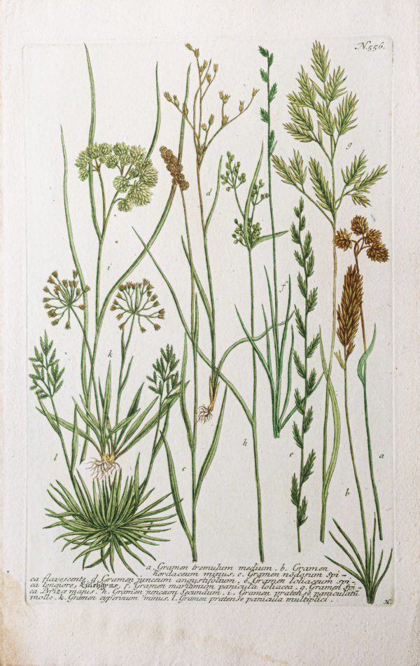 Botanica Iconographia – Fleurs – Botanique