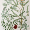 Botanica Iconographia – Fleurs – Botanique