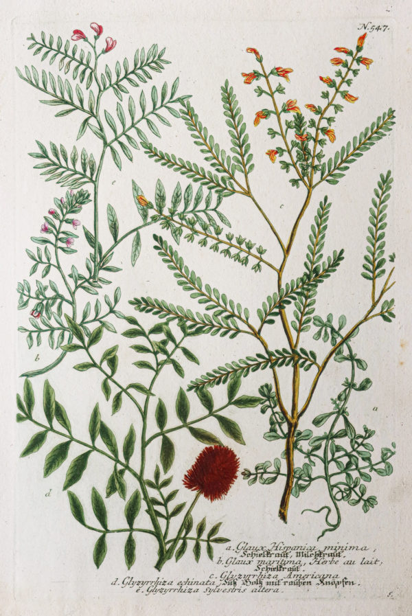 Botanica Iconographia – Fleurs – Botanique