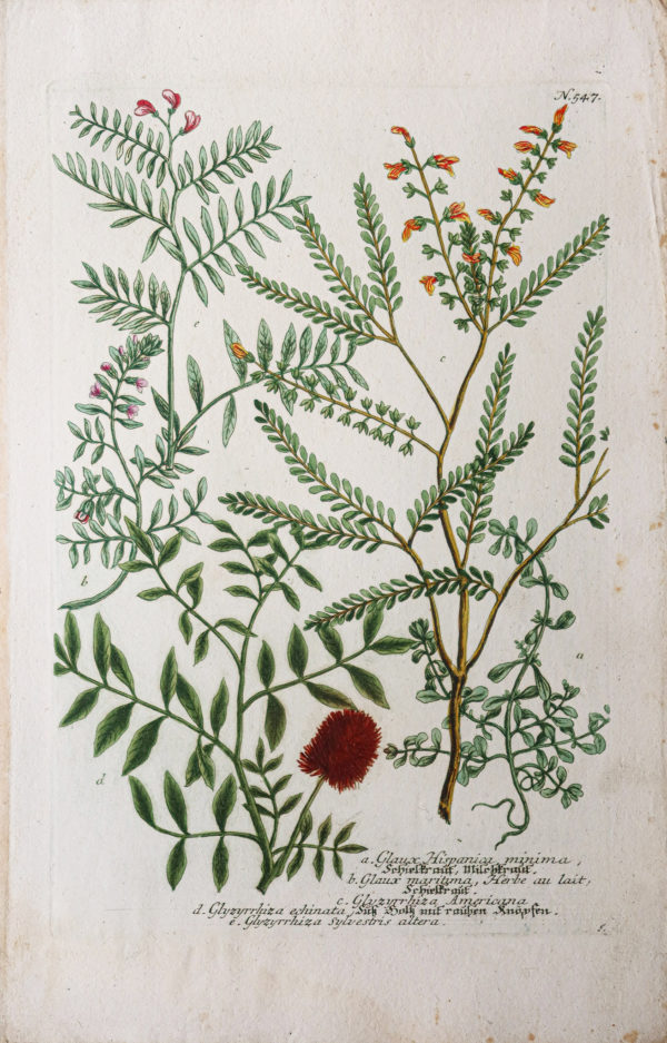 Botanica Iconographia – Fleurs – Botanique