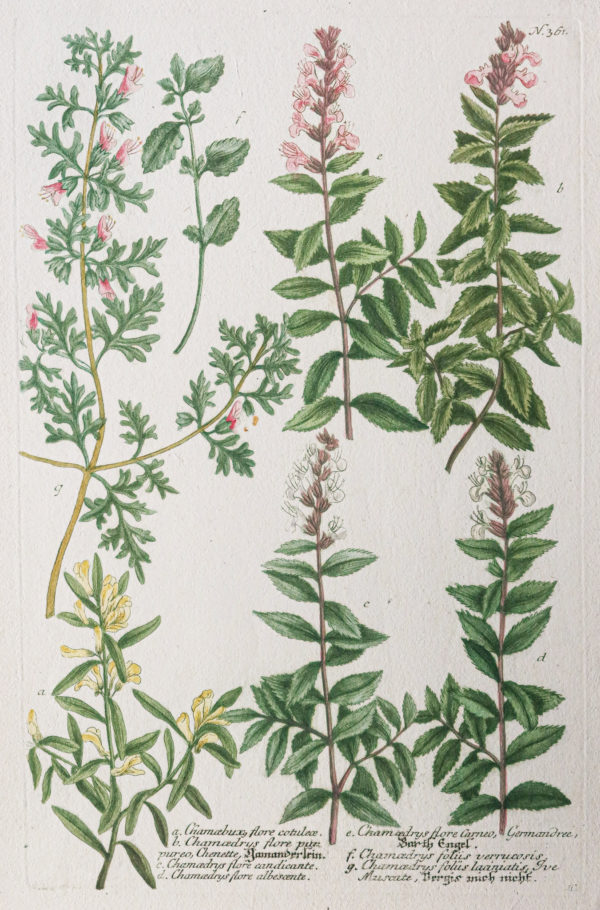 Botanica Iconographia – Fleurs – Botanique