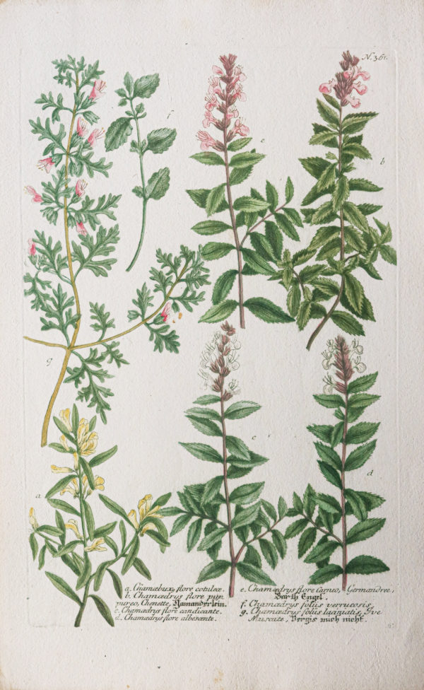 Botanica Iconographia – Fleurs – Botanique