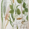 Botanica Iconographia – Fleurs – Botanique