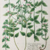 Botanica Iconographia – Fleurs – Botanique