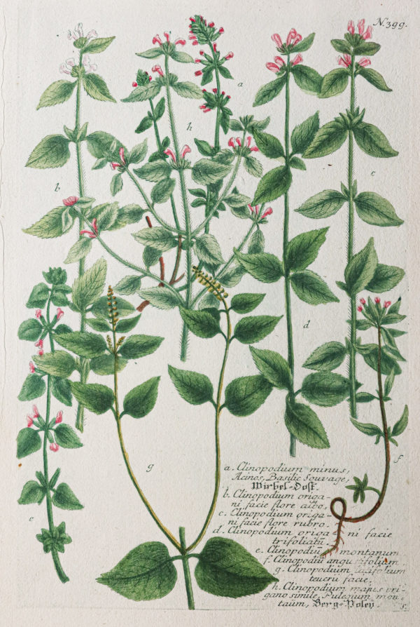 Botanica Iconographia – Fleurs – Botanique