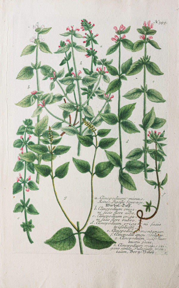 Botanica Iconographia – Fleurs – Botanique