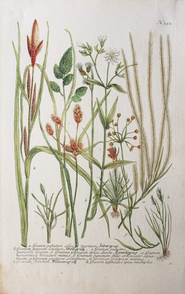 Botanica Iconographia – Fleurs – Botanique