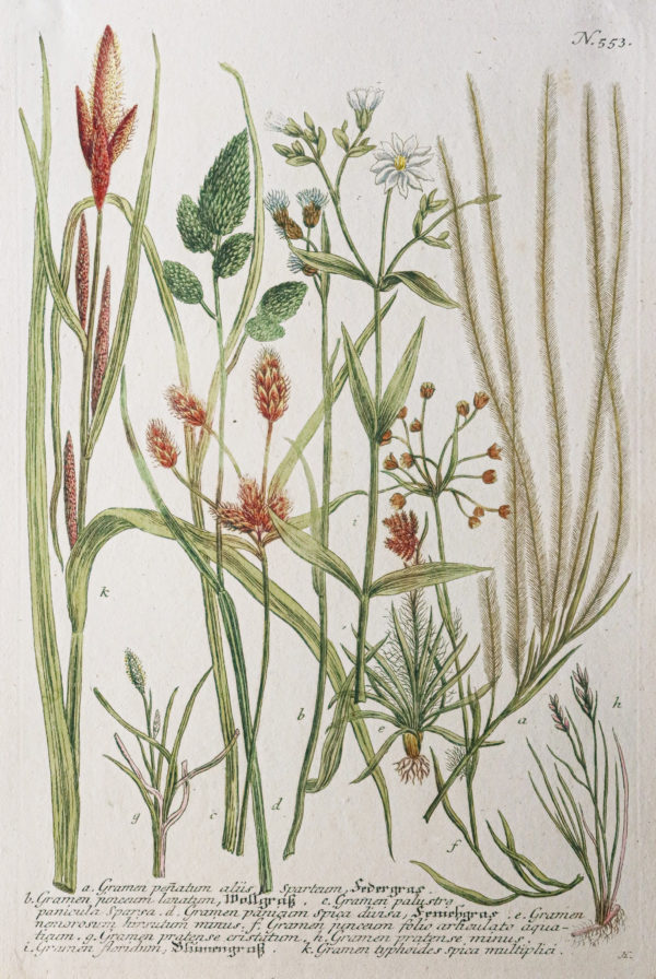 Botanica Iconographia – Fleurs – Botanique