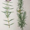 Botanica Iconographia – Fleurs – Botanique